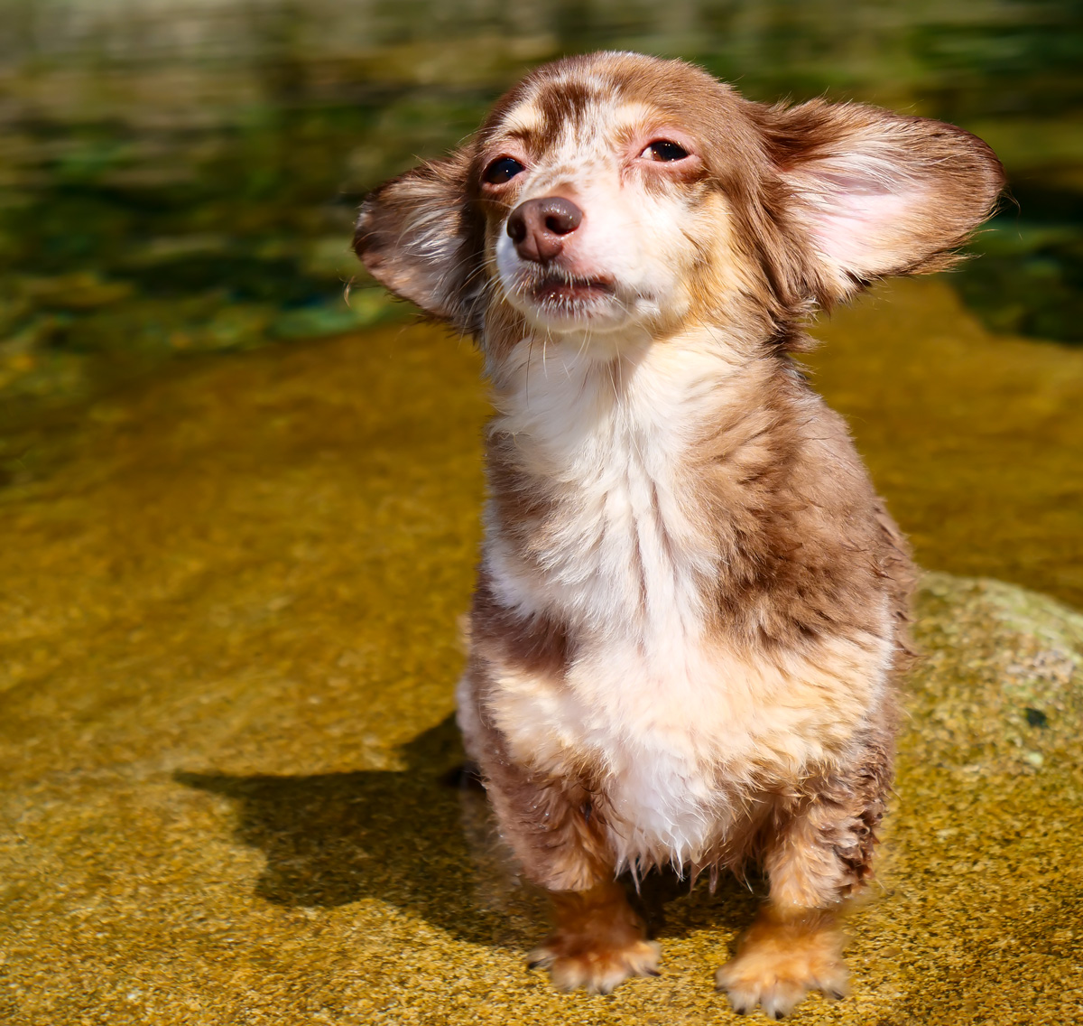 犬の種類では小型なミックス犬チワックスがかわいくて飼いやすい 飼い主ならではの視点で紹介 生活お役立ちブログ